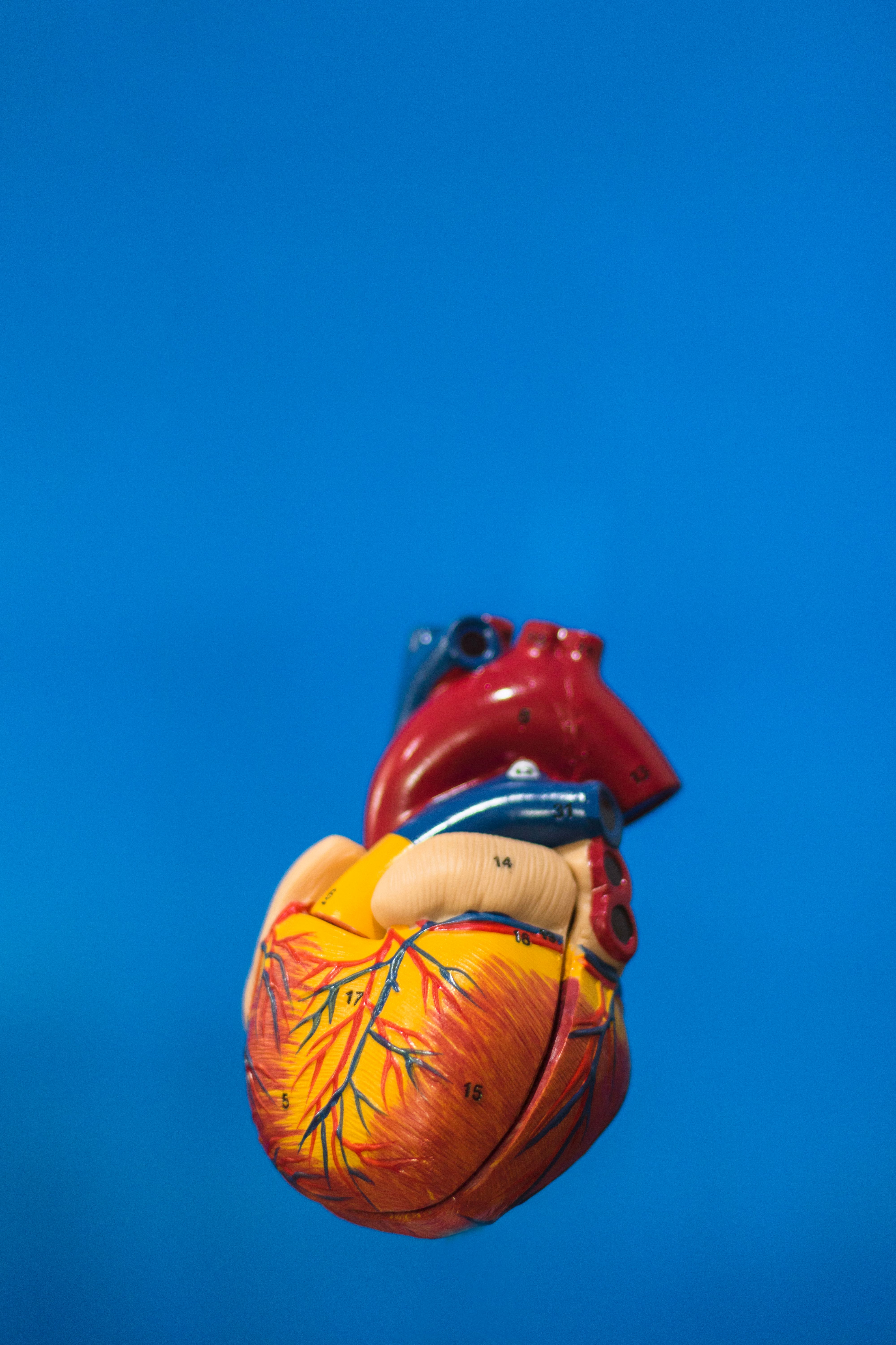 Anatomical model of the heart and major blood vessels